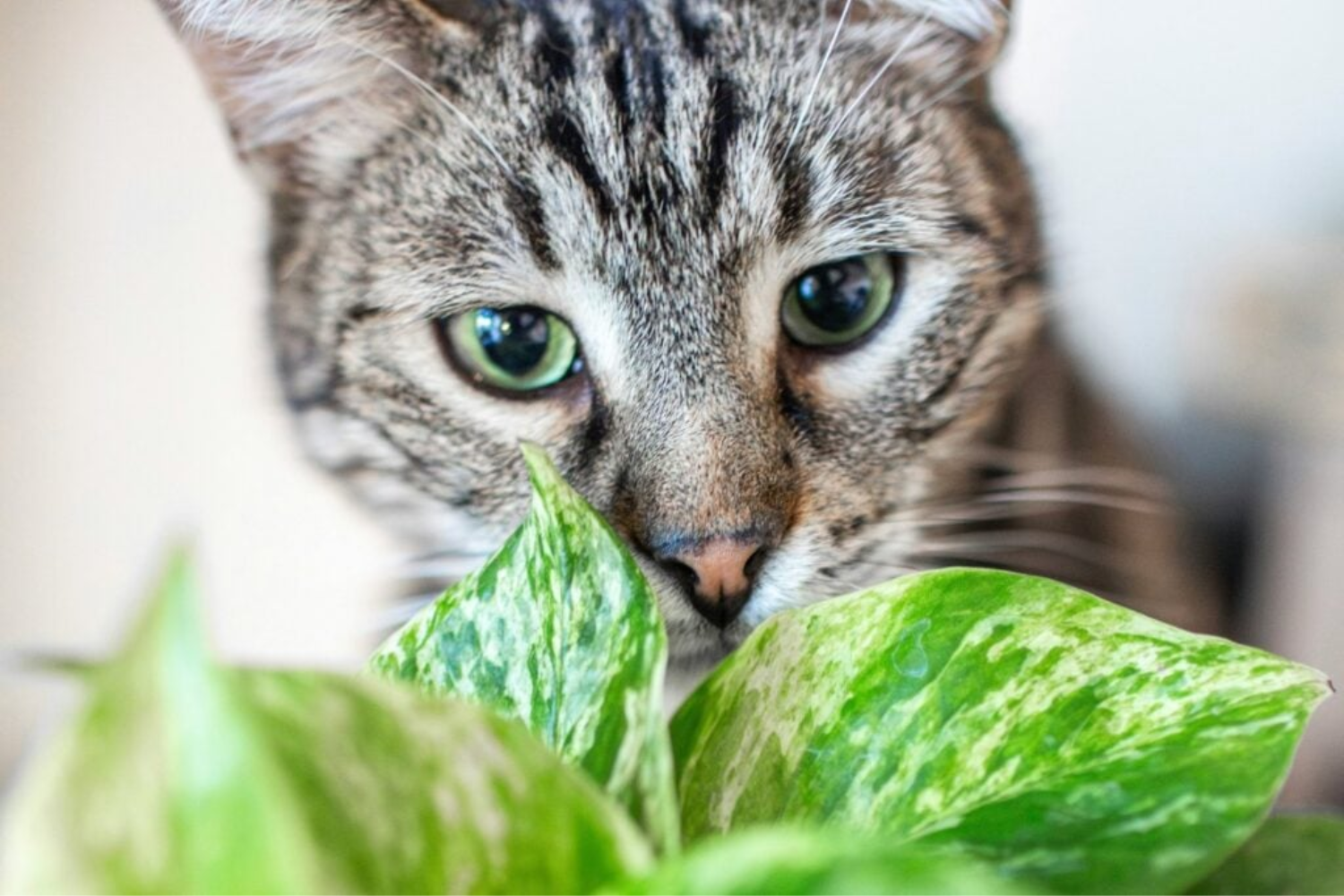 animais de estimação e ecologia