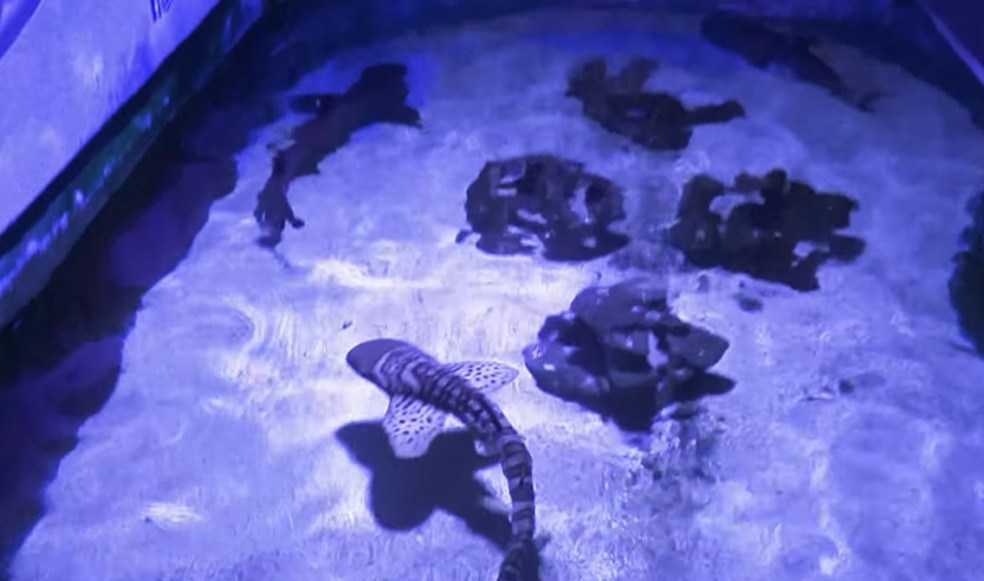 aquario de tubarao em casa