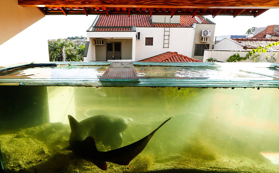 Manter tubarão em casa