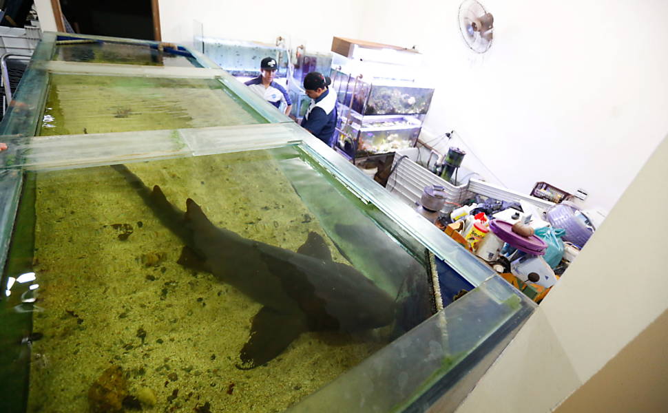 Aquarismo marinho com tubarões