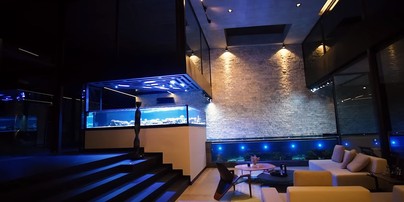 Criar tubarão em aquário