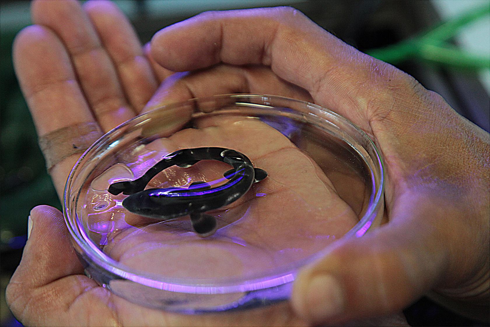 Manter tubarão em casa