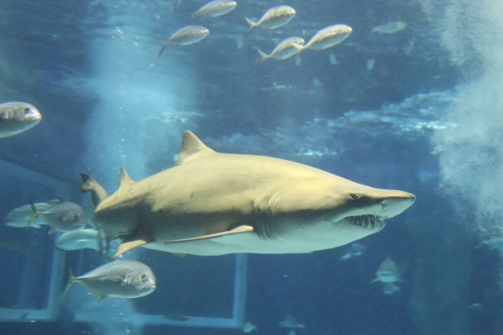 Aquarismo marinho com tubarões