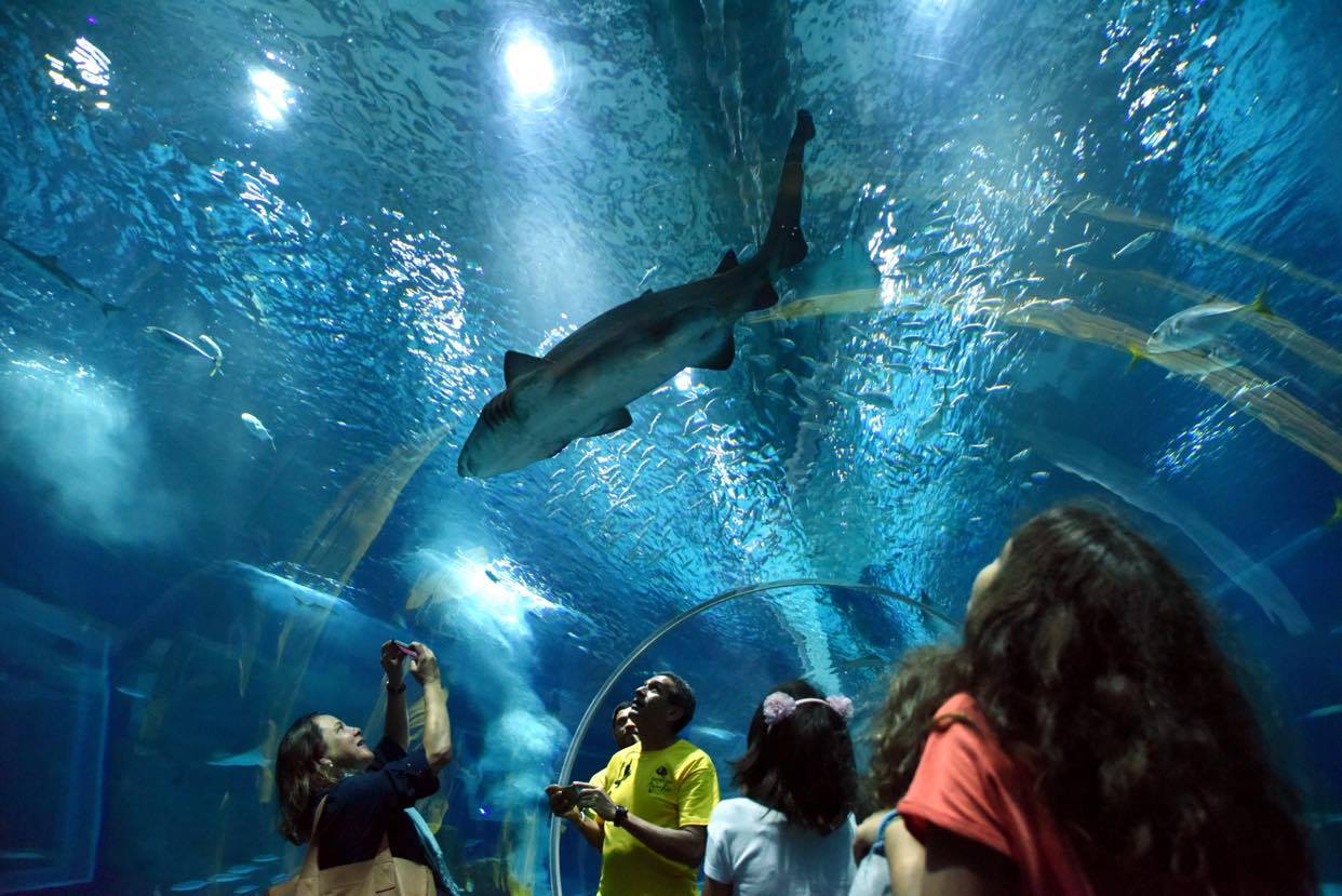 aquario de tubarao em casa