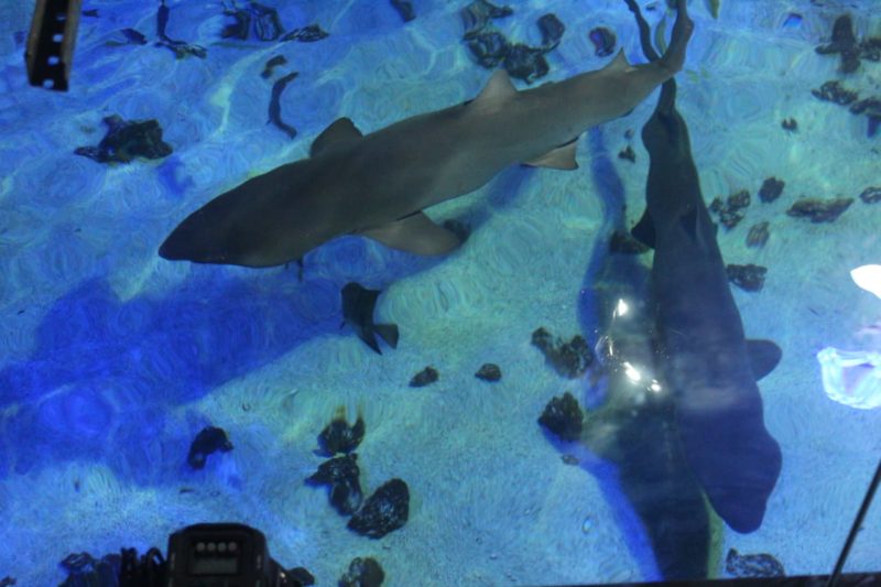 Criar tubarão em aquário