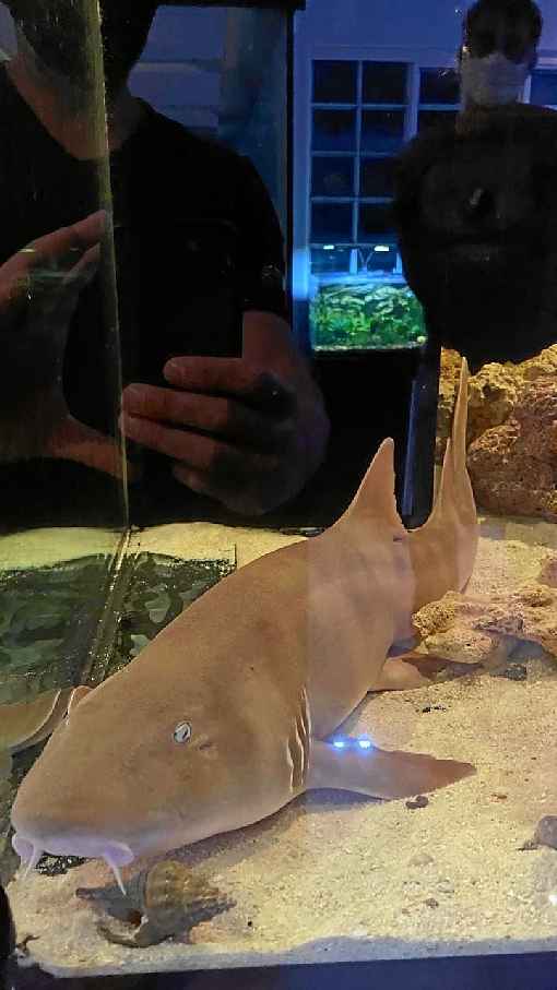 aquario de tubarao em casa