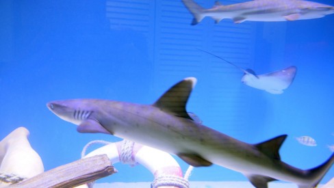 Manter tubarão em casa