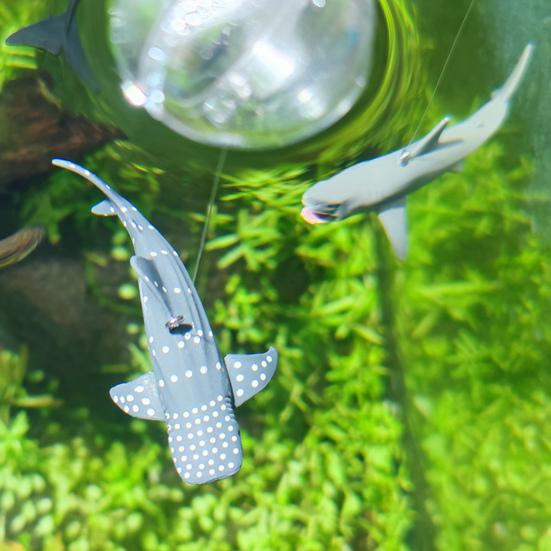 Aquarismo marinho com tubarões