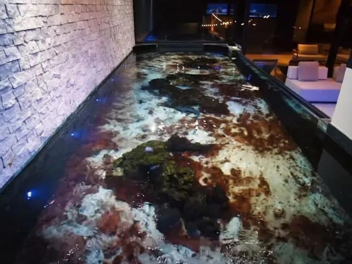 aquario de tubarao em casa