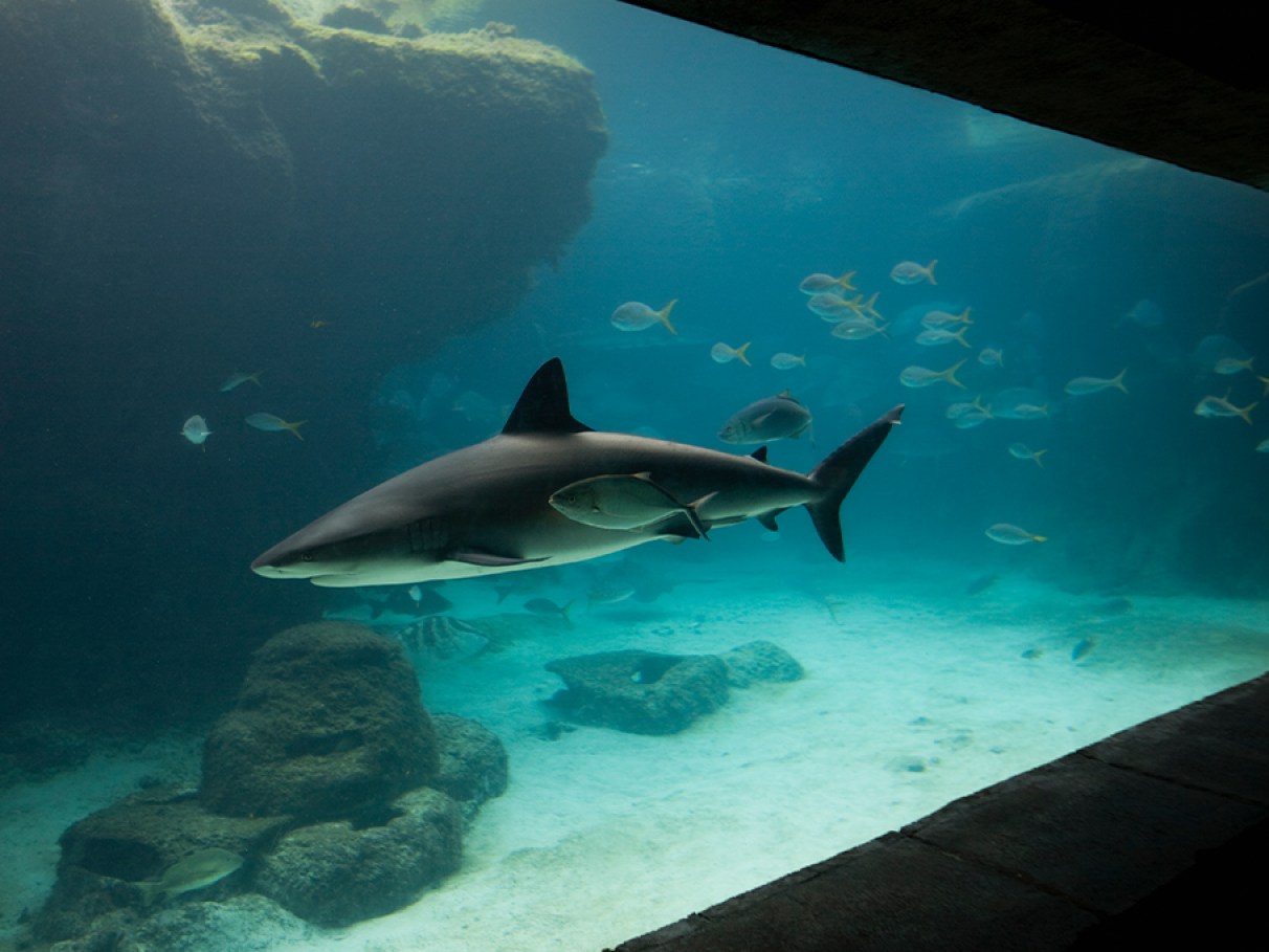 Manter tubarão em casa