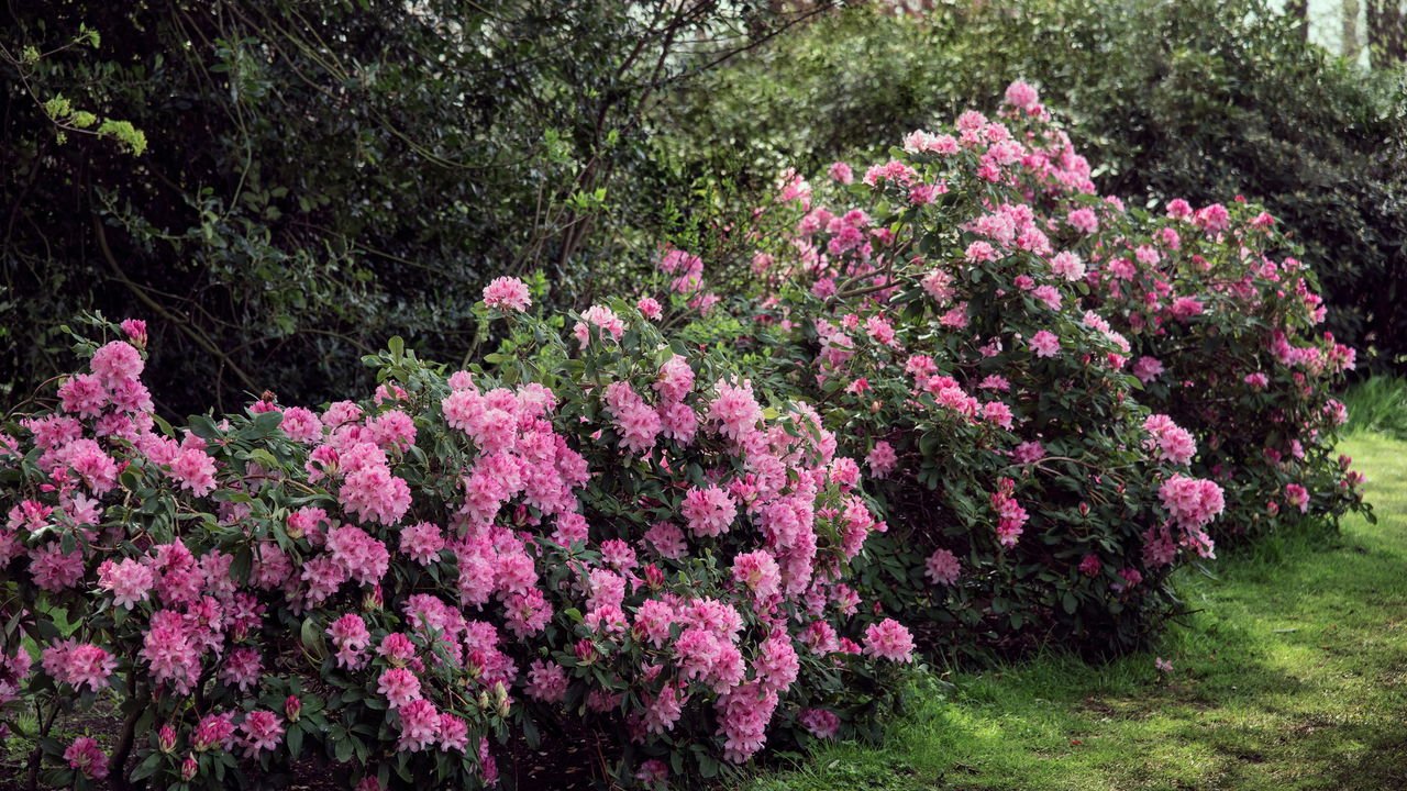 arbustos com flores para jardim