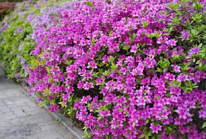 melhores arbustos floridos para jardim