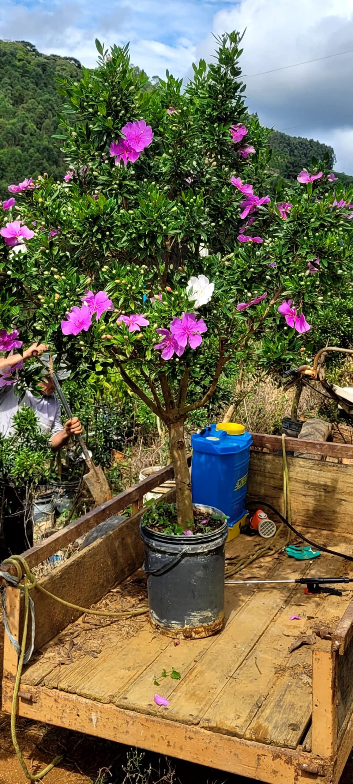 plantas para cerca viva perfumada