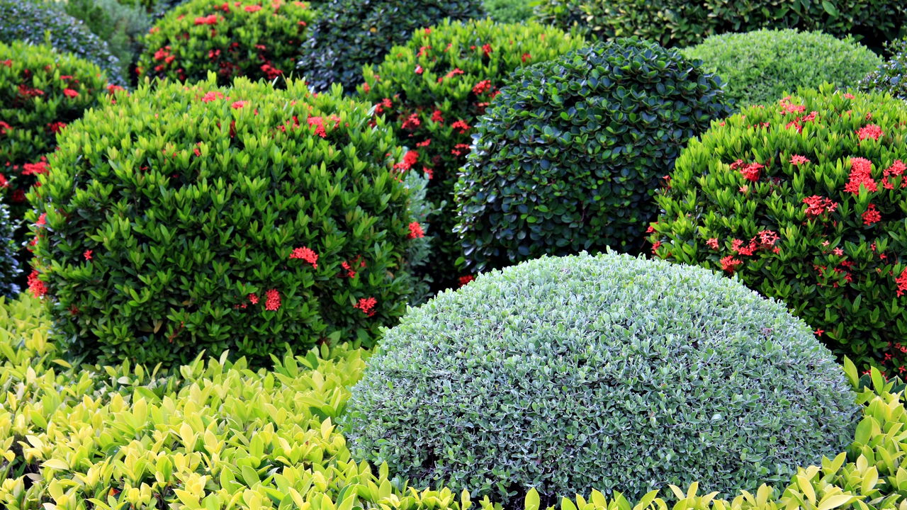 arbustos de sol pleno resistentes ao calor