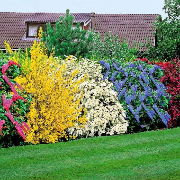arbustos com flores para jardim