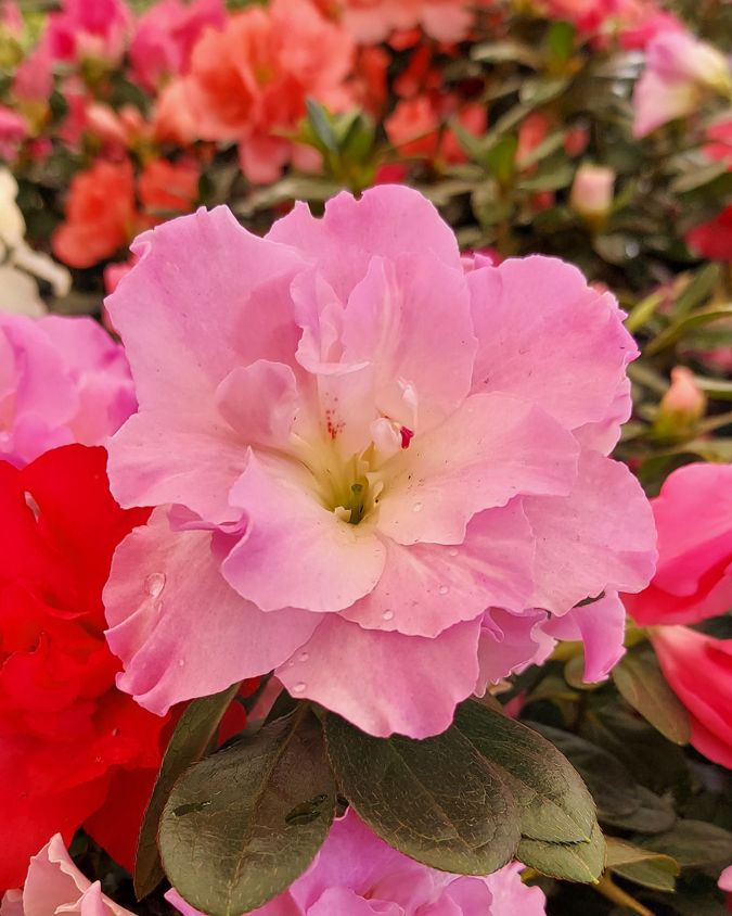 melhores arbustos floridos para jardim