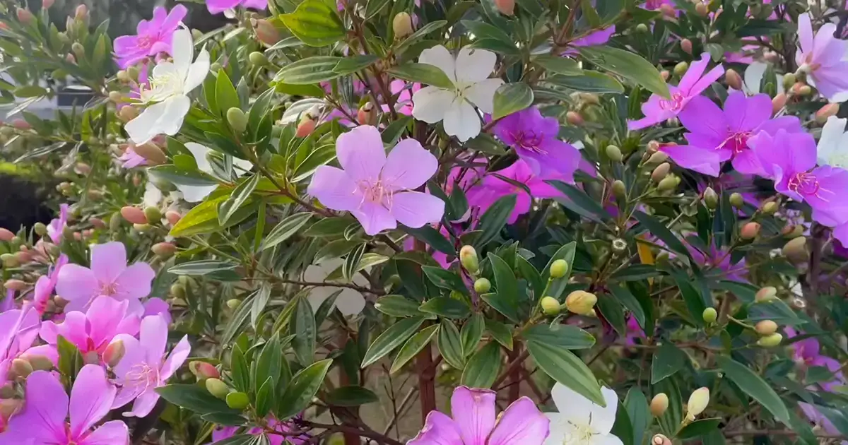 plantas para cerca viva perfumada