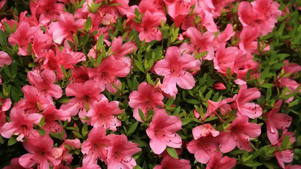 arbustos com flores para jardim