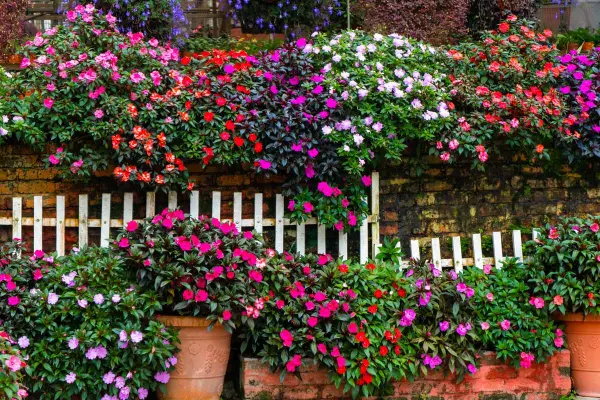 melhores arbustos floridos para jardim