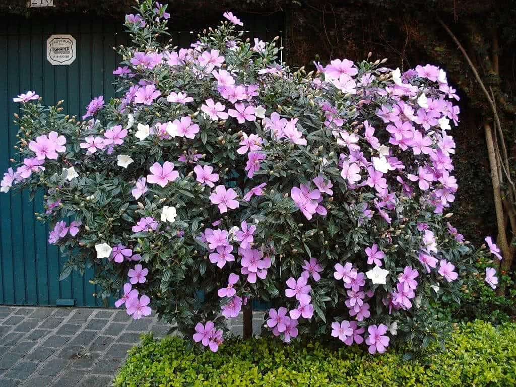 arbustos de sol pleno resistentes ao calor