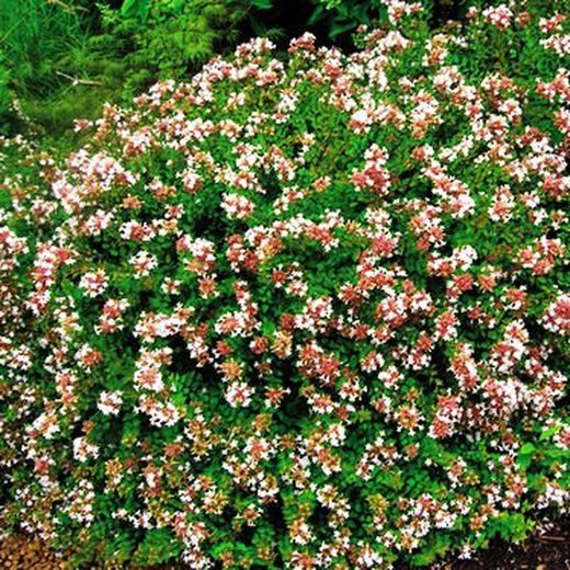 melhores arbustos floridos para jardim