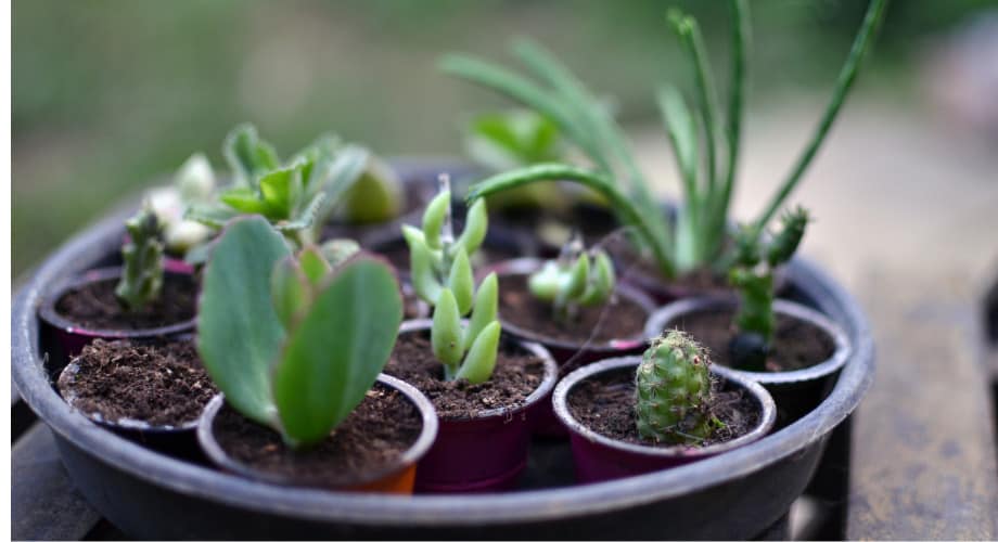 artesanato com cápsulas de café