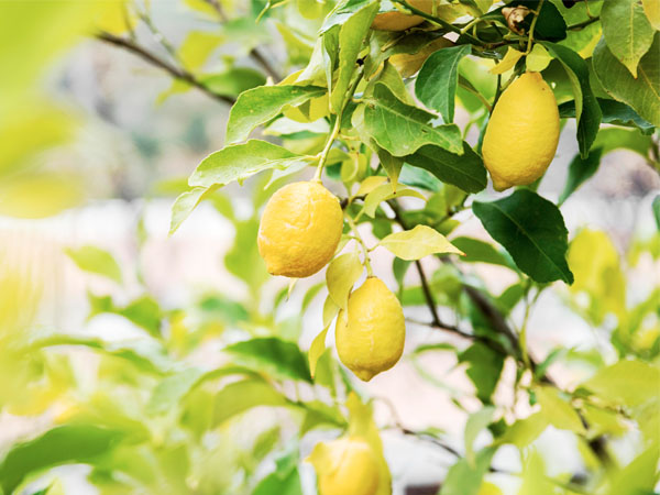 As 5 Frutíferas Nativas do Brasil Ideais para Seu Quintal Amplo