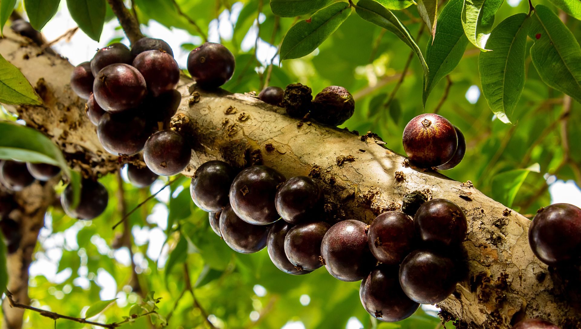 Como Fazer a Poda Correta de Sua Árvore Frutífera: Dicas Essenciais