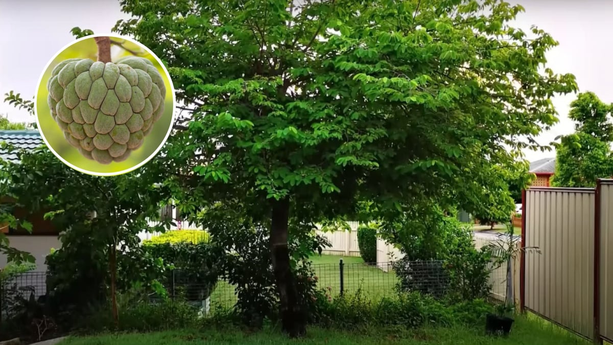 Guia Completo: Plantando Frutíferas em Vasos para Pequenos Espaços