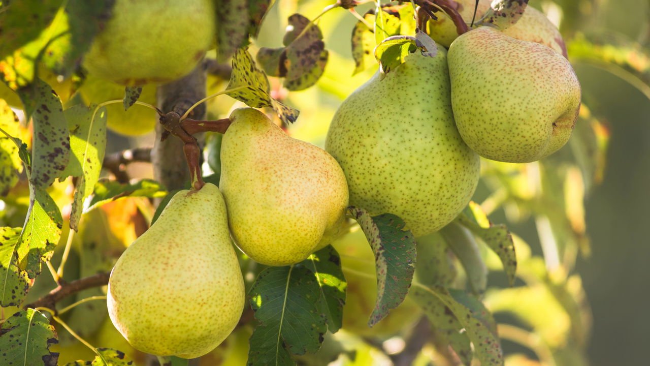 As 5 Frutíferas Nativas do Brasil Ideais para Seu Quintal Amplo