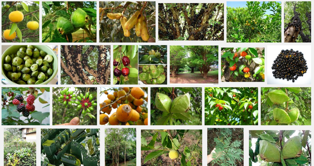 Como Fazer a Poda Correta de Sua Árvore Frutífera: Dicas Essenciais