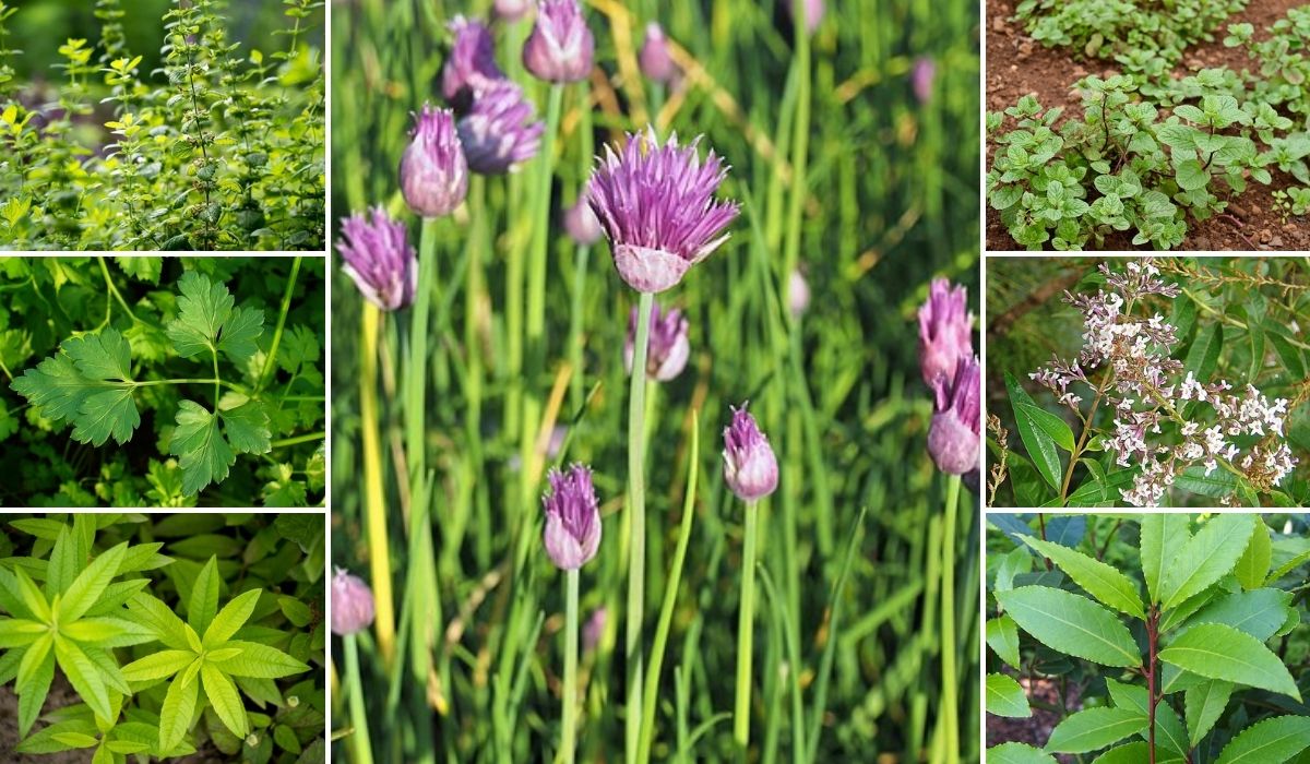 plantas medicinais para cultivar em casa