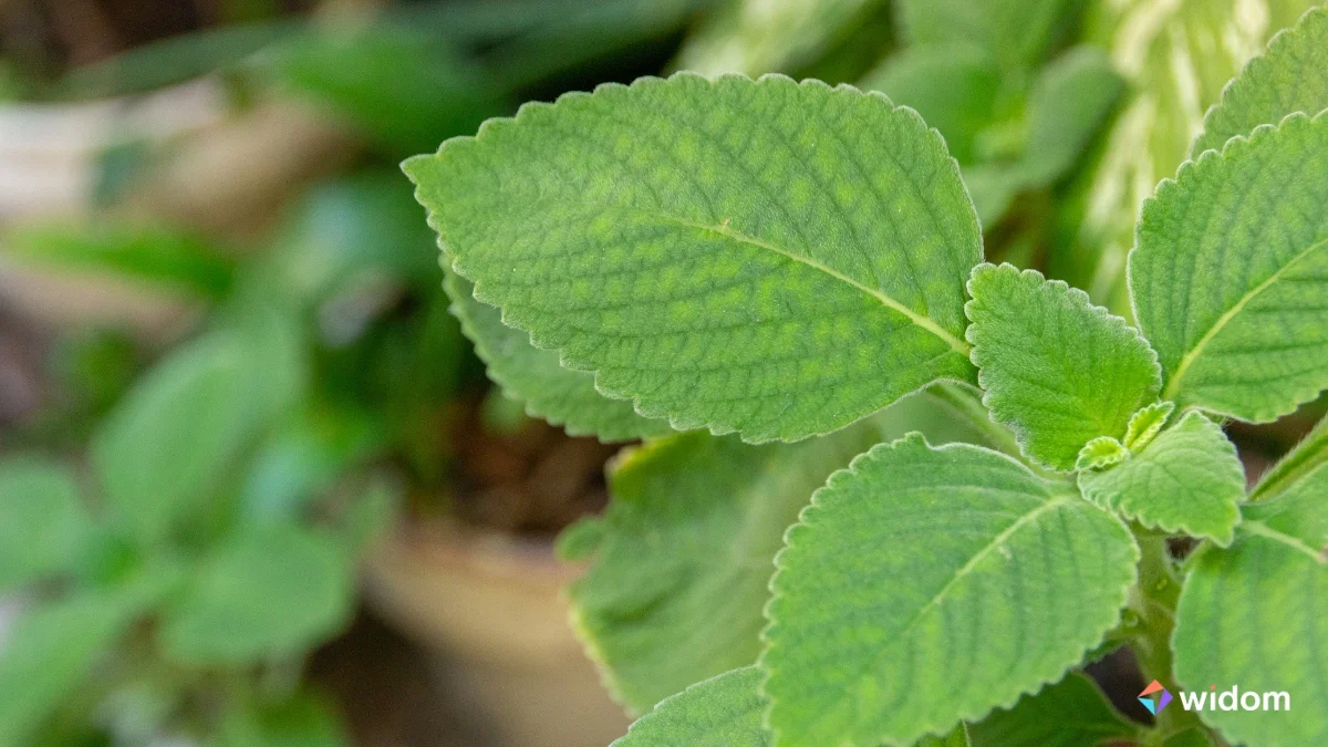 horta medicinal em apartamento