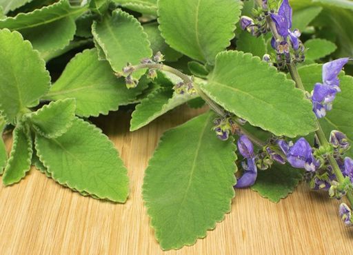 plantas para curar em casa