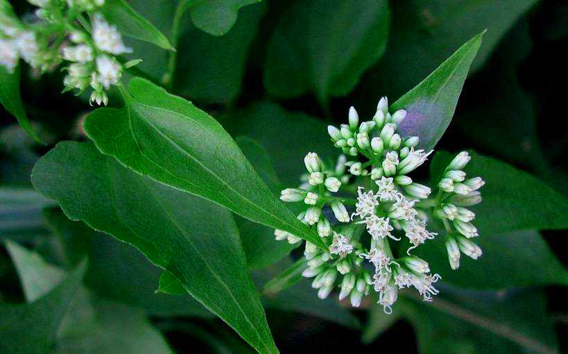 as plantas medicinais que voce pode plantar