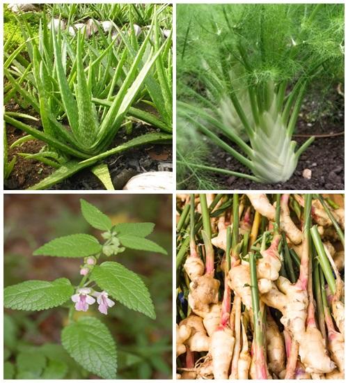 ervas para chás e remédios naturais