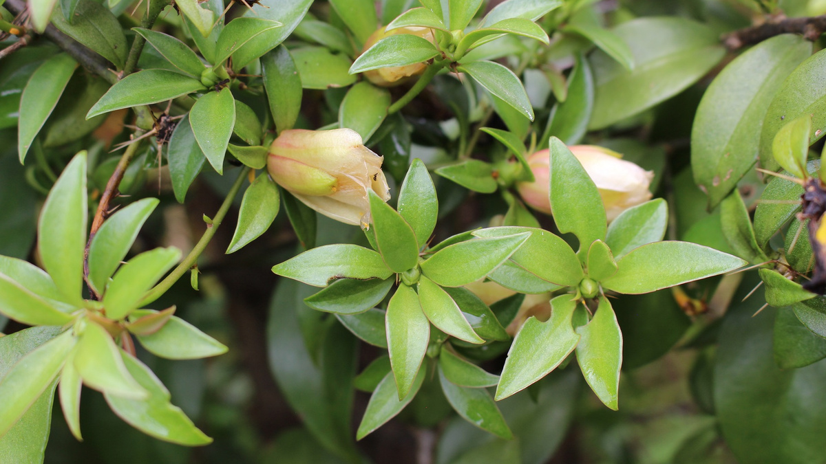 plantas medicinais para cultivar em casa