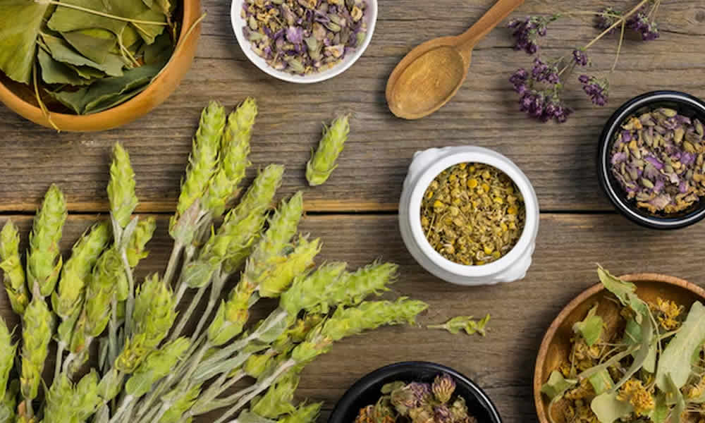 horta medicinal em apartamento