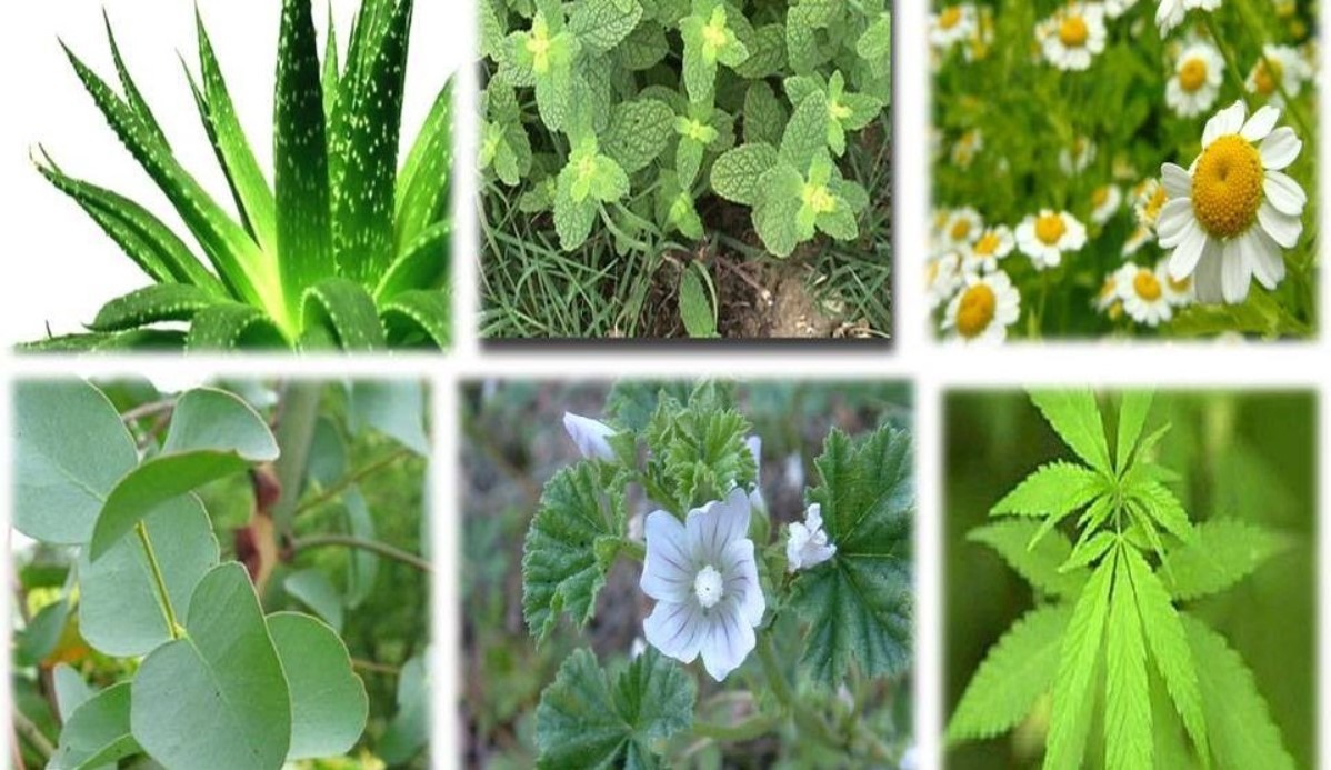 as plantas medicinais que voce pode plantar