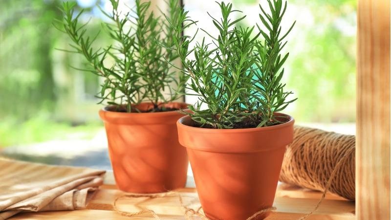 cultivo de plantas com propriedades terapêuticas