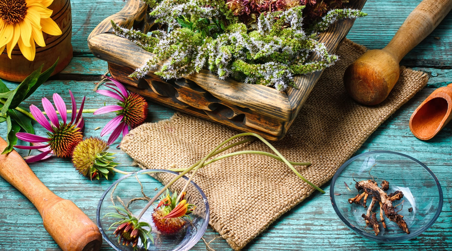 plantas para curar em casa