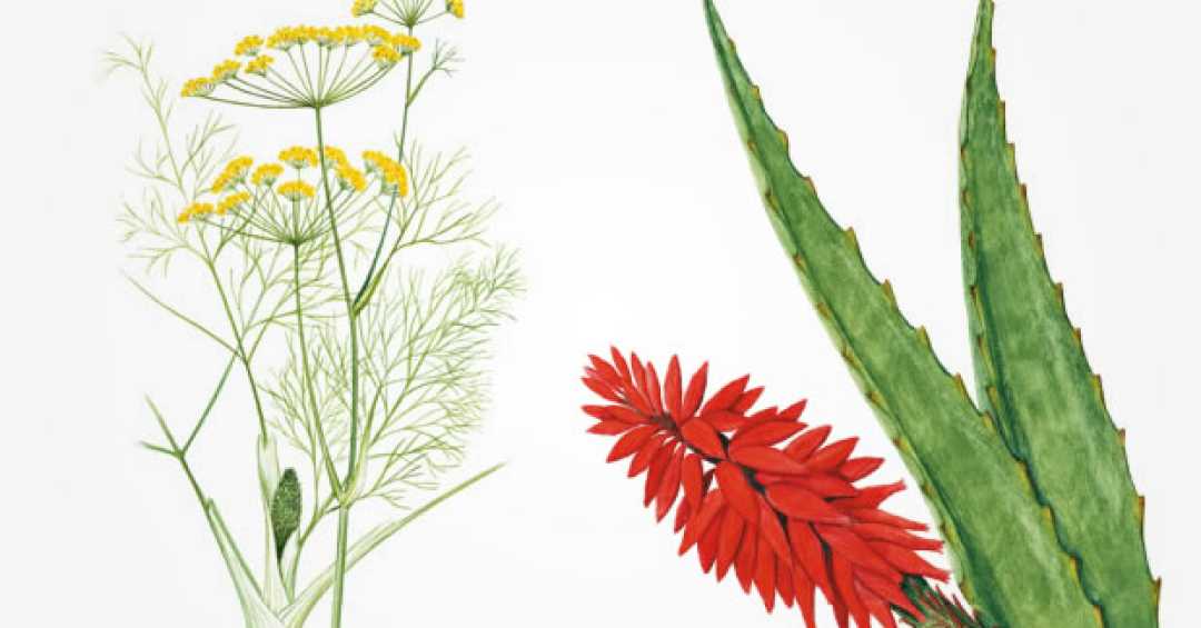 ervas para chás e remédios naturais