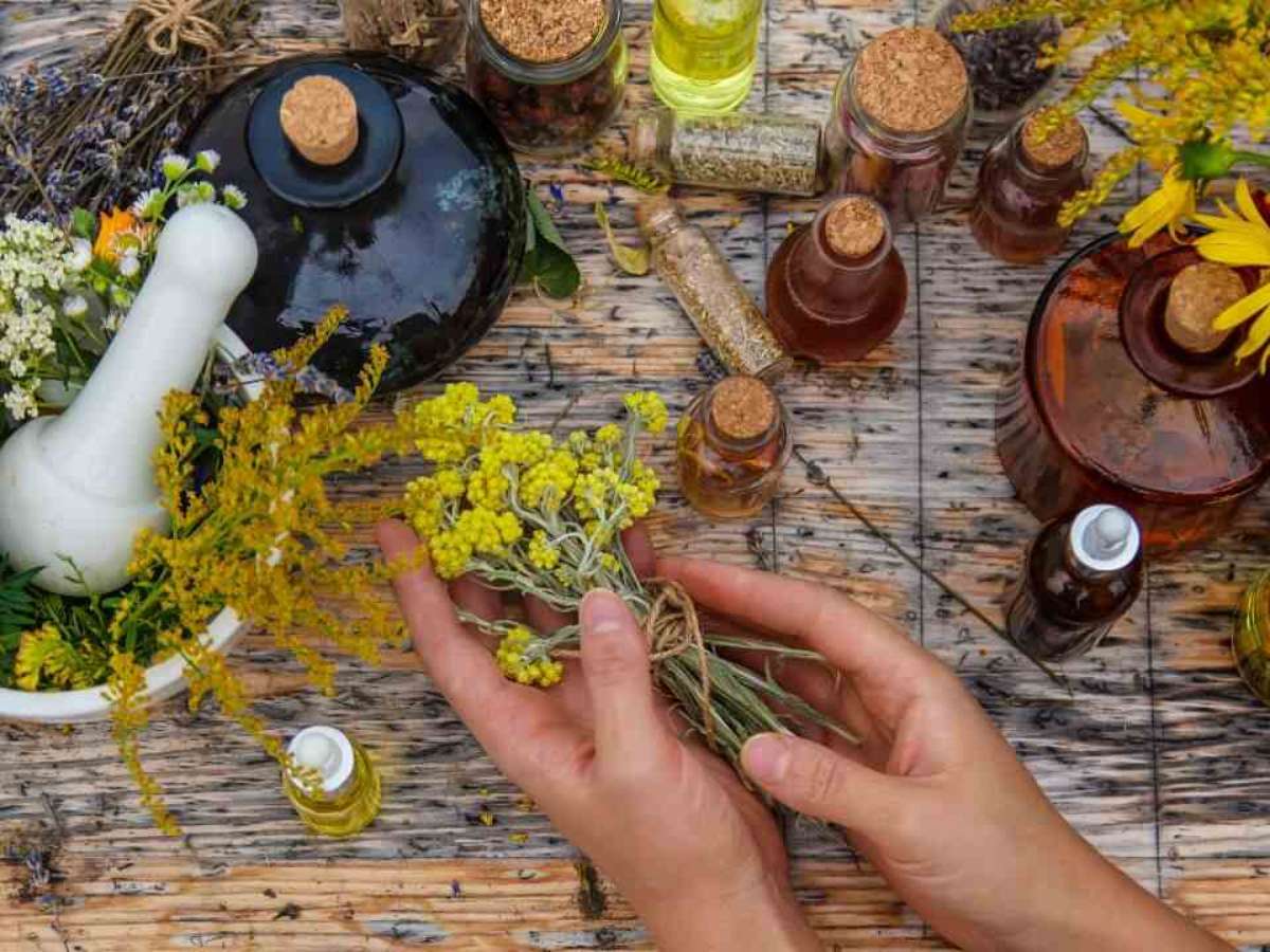 cultivo de plantas com propriedades terapêuticas