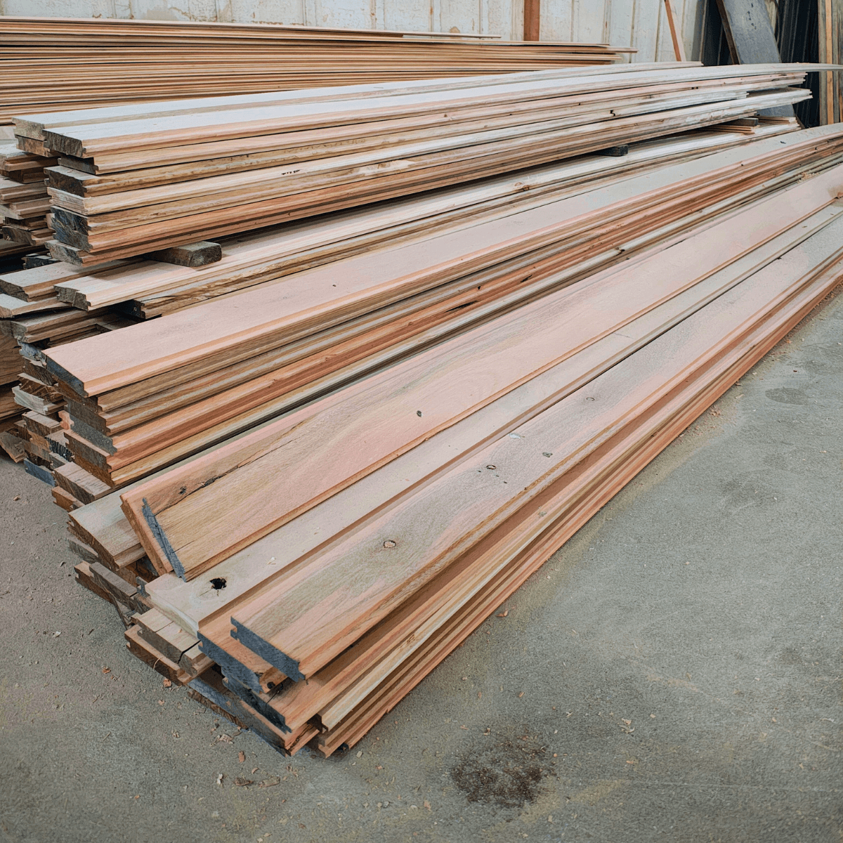 Eucalipto para Ambientes Internos e Externos: Tudo o que Você Precisa Saber