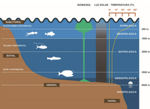 estrutura do fundo do oceano