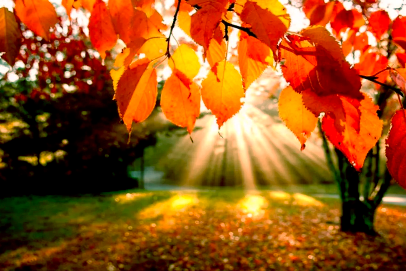 bem-estar mental no outono