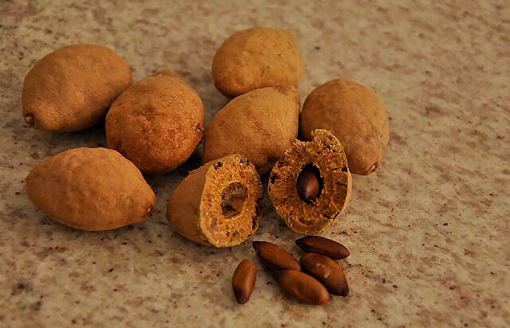 Desvendando o Baru: Da Árvore ao Superalimento do Cerrado