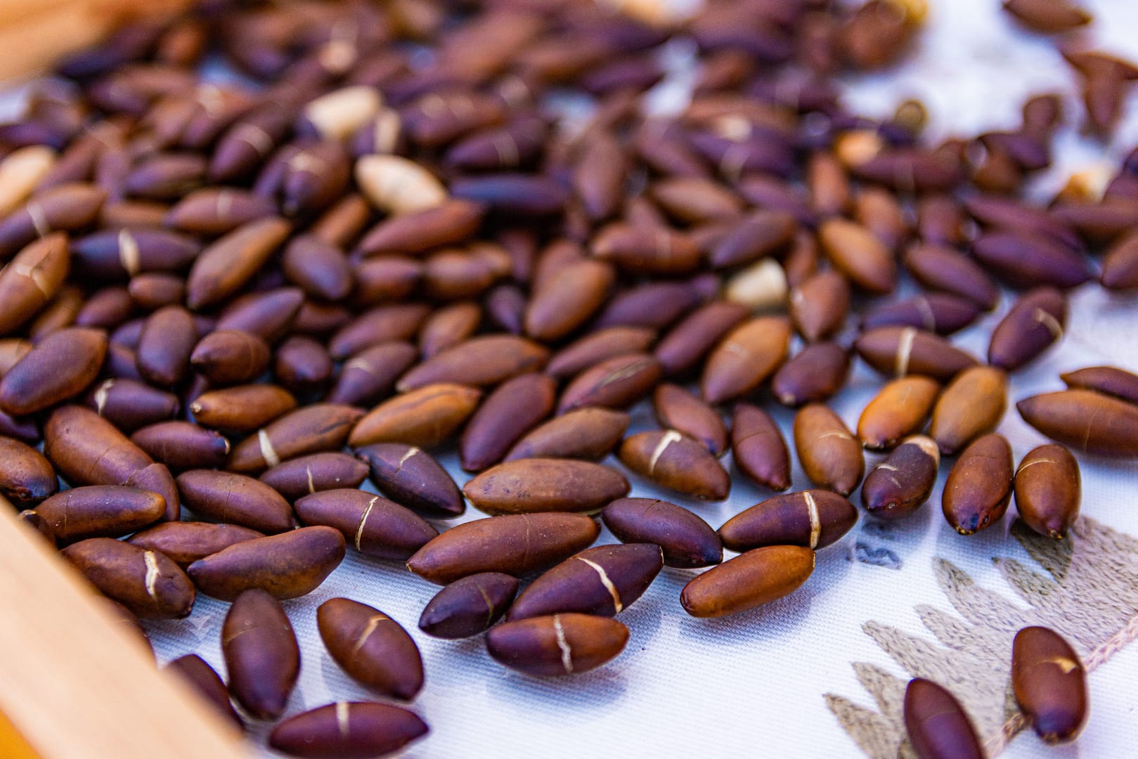 Guia Completo: Como Incluir a Castanha de Baru na Sua Dieta Diária