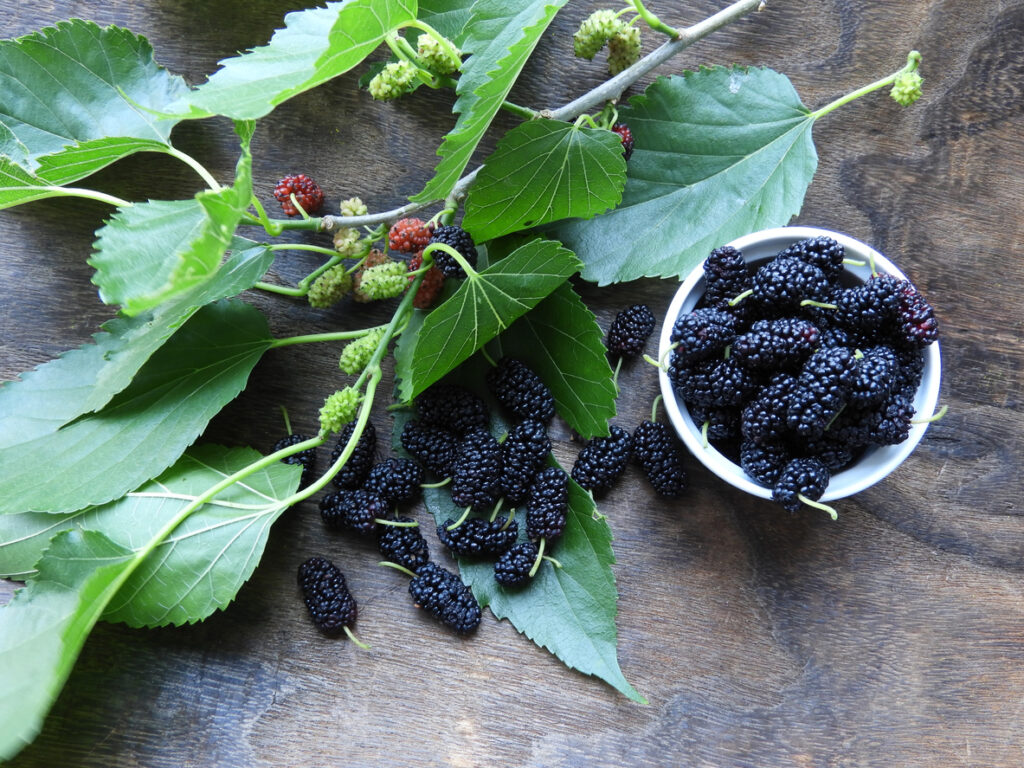 beneficios do cha da folha de amora