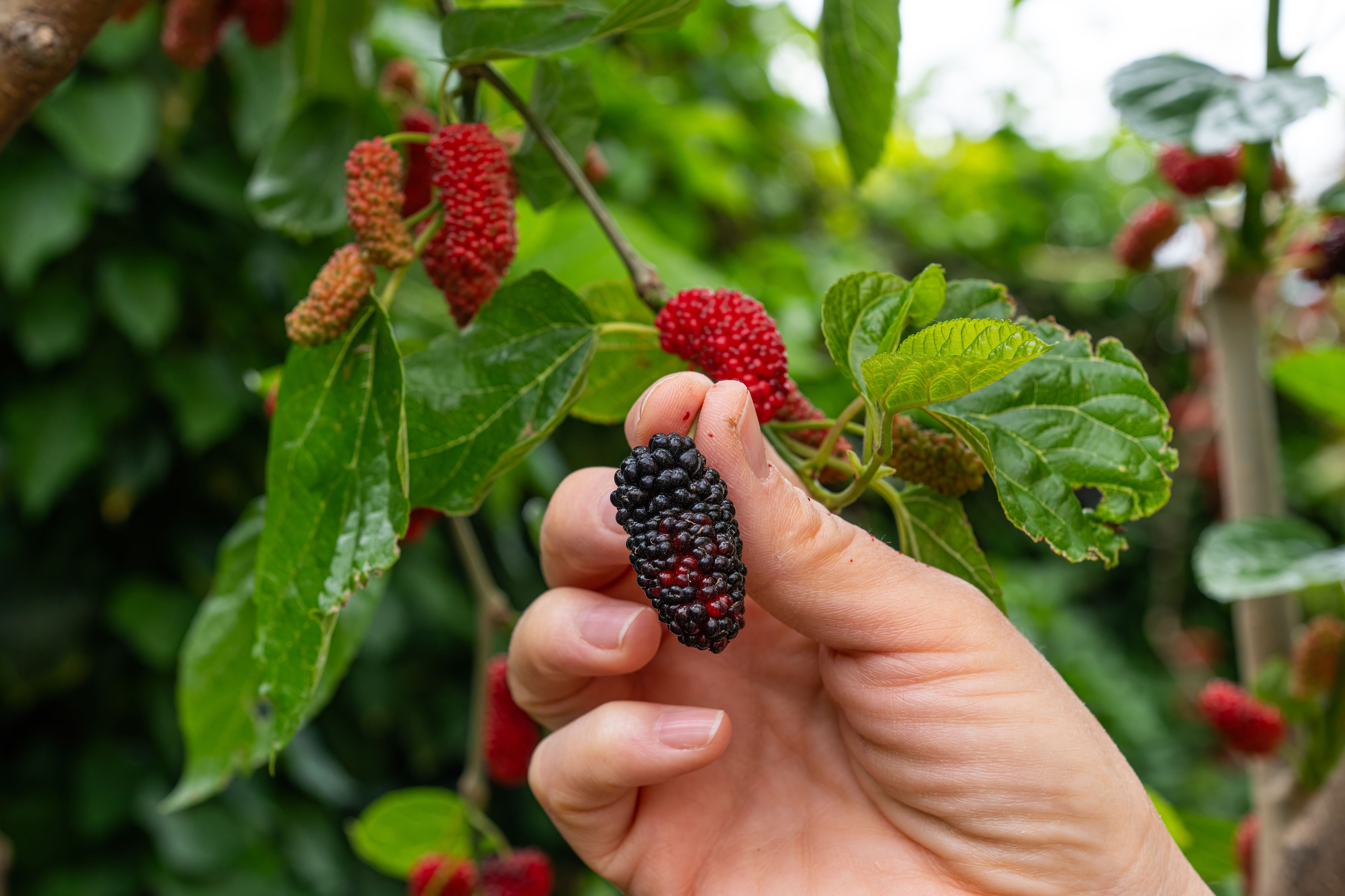 Receitas e Dicas: Como Preparar o Chá de Folha de Amora Perfeito